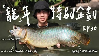 【庫斯比】第36集 「龍」年特別企劃 - 只要掌握目標魚的習性，加上一點對環境判斷的能力，中魚的原因都是有跡可循的🐲 #arowana #arowanafishing