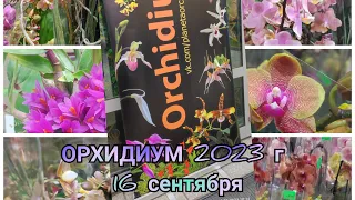 ❗ОРХИДИУМ❗Обзор орхидей из Орхидиума 2023 г.#орхидиум#обзор#орхидеи#цветы#фаленопсис