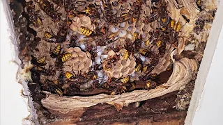 Hornet INFESTATION above YOUR bedroom ceiling! Hornet Wasp Nest Removal!