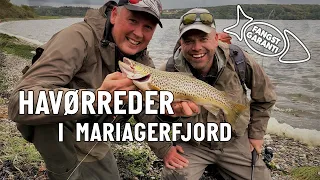 Havørreder i Mariager Fjord // FANGSTGARANTI