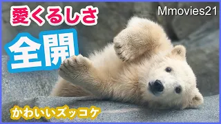 Polar Bear cub "Fubuki" 4 months old, play in the pool and fall
