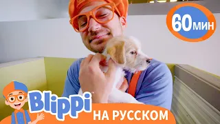 Песня "О Домашних Животных" | Обучающие видео для детей | Blippi Russian