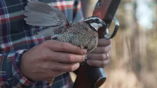 Quail Hunting: Quail Hunt in Georgia