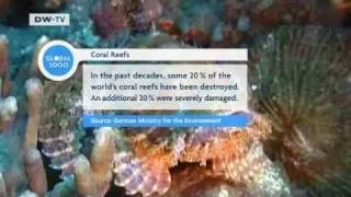 GLOBAL 3000 | Fishing With Nets Instead of Chemicals -- Saving the Coral Reefs