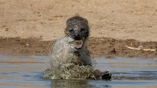 Hyena + Water = Crazy Hyena