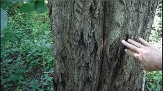 Tree Identification - Butternut