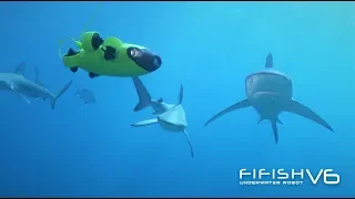 Barefoot Captain x FIFISH V6 | Swimming with the Sharks