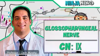 Neurology | Glossopharyngeal Nerve: Cranial Nerve IX