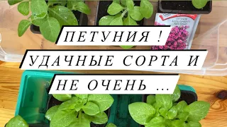 Петуния.Как развиваются разные сорта Петунии при одинаковых условиях.Неудачи при выращивании Петунии