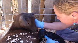 We Weren't Ready For This - First Goat Birth of 2022!