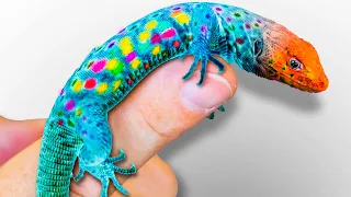 I Bought Rainbow Lizards!