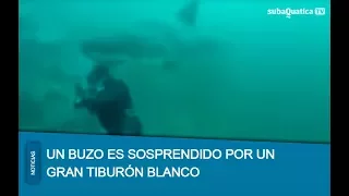 Buzo es sorprendido por un tiburón