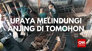 CNN Indonesia Plus Minus: Upaya Melindungi Anjing di Tomohon