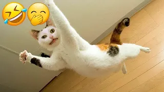 New Funny Animals 2024 🤑 Funniest Dogs and Cats 😻🐶