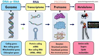 What is the difference between a Genome, Transcriptome, Proteome and Metabolome?