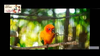 I know why the caged bird sings : poem by Maya Angelou in Hindi | summary |  ICSE