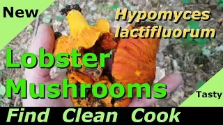 Find Clean Cook Lobster mushrooms 2018 ID - Look alikes - Hypomyces lactifluorum Supper easy to find