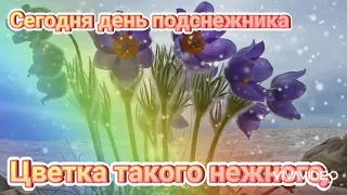 Вас с весенним цветком поздравляю! 🥀🥀🥀            С Днем подснежника! 🌹