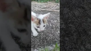 Injured straykitten