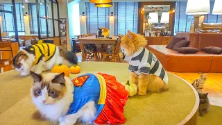 Happy Halloween from a Cat Café in Japan🐈 | Cat Café Mocha Lounge Ikebukuro East Exit 🇯🇵