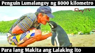 Penguin Lumalangoy ng 8 000 Kilometro Para lang Makita ang kanyang kaibigan