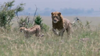 Cheetah VS Lions | Cheetah Fighting lions to protect her cubs | Real fights