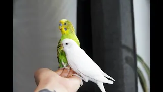 Веселое пение волнистых попугаев