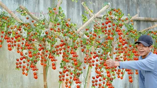 No need for a garden, Growing Tomatoes in this way for high yields