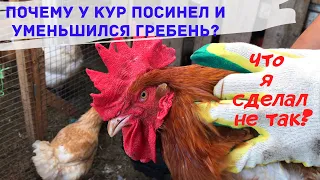 Почему у кур посинел и уменьшился гребень ? Что я сделал