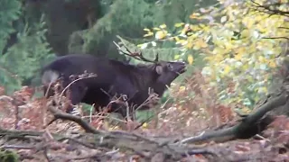 Sika deers in the rut / Sikahirsche in der Brunft