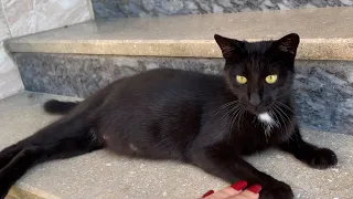 A beautiful pregnant black cat who meowing very nicely