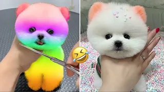 Cute Pomeranian Puppies Doing Funny Things #1 | Cute and Funny Dogs | VN Pets