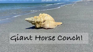 I finally found a giant shell! Bucket list horse conch shell + other beach goodies at Stump Pass