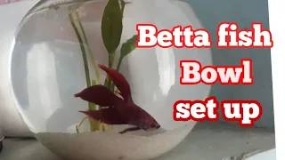 How to set up betta fish bowl