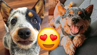 Australian Cattle Dog — Cute And Hilarious Videos And Tik Toks Compilation