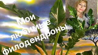 МОИ ЛЮБИМЫЕ ФИЛОДЕНДРОНЫ