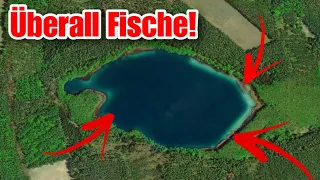 Was lebt in diesem kleinen, glasklaren Waldsee?