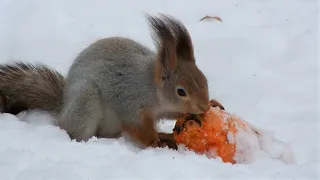 Белка ест морковку, хлеб и яблоко / Squirrel eats carrot, bread and apple
