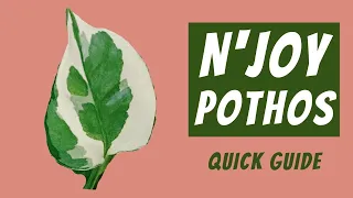 N'Joy Pothos Care Guide | Epipremnum Aureum 101 | Light, Water, Soil & More