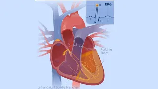 Electrical Conduction System of the Heart