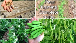 Peas Farming Complete Growing Guide To a Fantastic Harvest: Bed Preparation, Caltivation, Trellising