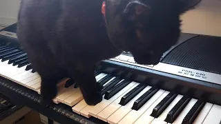 Cute Black Cat Plays Scary Horror Movie Music On Piano Keyboard Synth #JohnCarpenter #JohnCatpenter