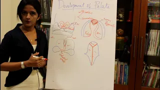 DEVELOPMENT OF THE PALATE-HUMAN EMBRYOLOGY-DR ROSE JOSE