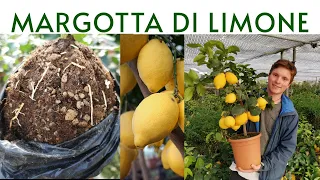 MARGOTTA DI LIMONE, IL NOSTRO METODO! - AGRUMI LENZI