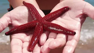 The Starfish Story