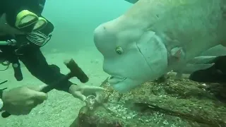 Fish With A Human Face Was Curious About What Diver Was Doing!