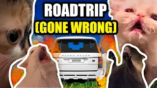 CAT MEMES: FAMILY ROADTRIP GONE WRONG