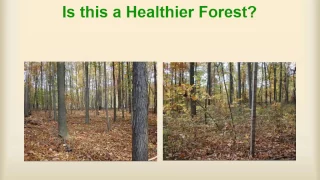1: What is a healthy forest?