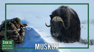 Muskox hunting | Greenland