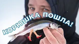 КОРЮШКА ПОШЛА!!!! Рыбалка на Финском заливе. Как ловить корюшку зимой?